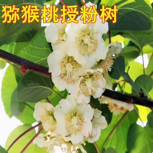 果树苗徐香奇异果红阳公树雄树