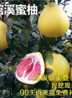 红肉蜜柚当年结果嫁接苗