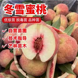晚熟桃树苗 青州蜜桃树苗 冬雪蜜桃苗 嫁接桃苗南北方种植果树苗