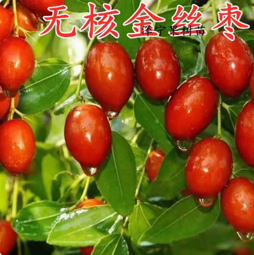 枣树苗嫁接蜜枣金丝南方当年结果