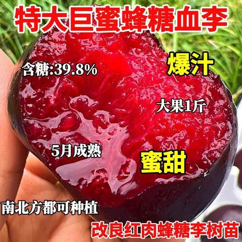 新品种特大蜂糖血李子树苗