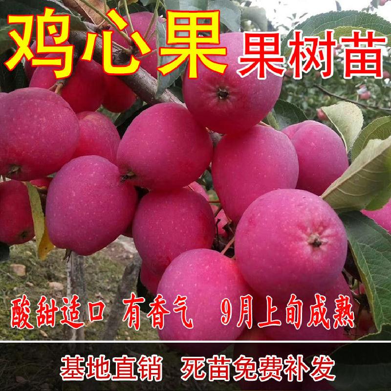 鸡心东北耐寒盆栽地栽庭院果树