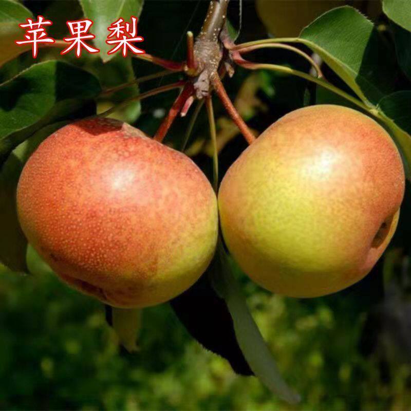 新品种延边苹果梨苗子南北图片