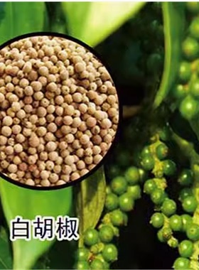 白胡椒树苗 黑胡椒苗 胡椒地栽苗盆栽都可以当年结果南北方种植