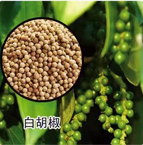 黑胡椒盆栽都可以南北方种植树苗