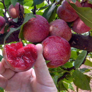 耐寒早熟无核大李子树苗红心甜脆巨王李子苗 南方北方四季种植