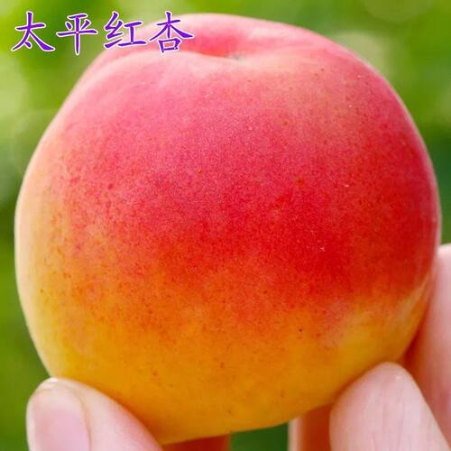嫁接杏树苗特大太平红南方