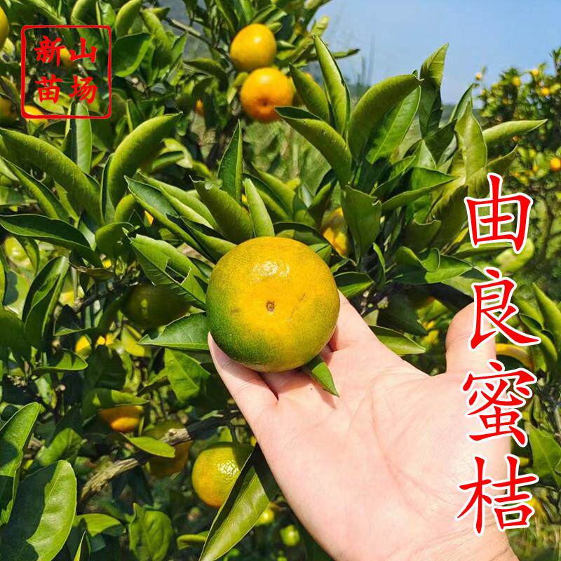 由良蜜桔苗柑橘盆栽果树果苗新品种柑桔苗温州蜜柑早熟柑桔苗