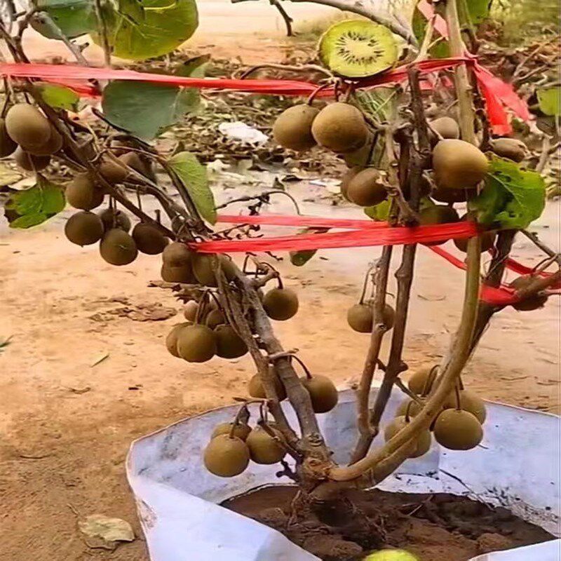 软枣猕猴桃苗盆栽北方种植南方果树黄心徐香伊赛红心猕猴桃嫁接苗