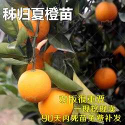 秭归夏橙苗 中华红血橙 橙子树苗嫁接苗红肉脐橙当年结果树苗