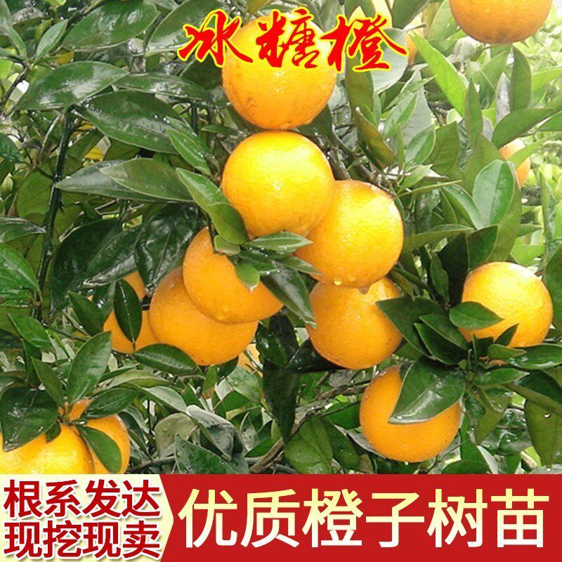 正宗高纯度高甜度永兴冰糖橙苗褚橙云冠盆栽地栽甜橙果树苗包邮
