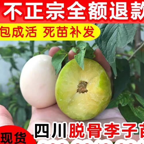 四川脱骨青脆李子苗水果树晚