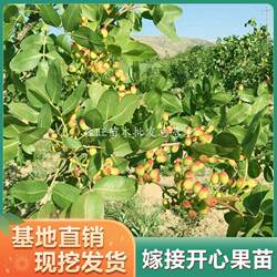 直销正宗嫁接开心果树苗又名阿月浑子南方种植当年结果开心果盆栽