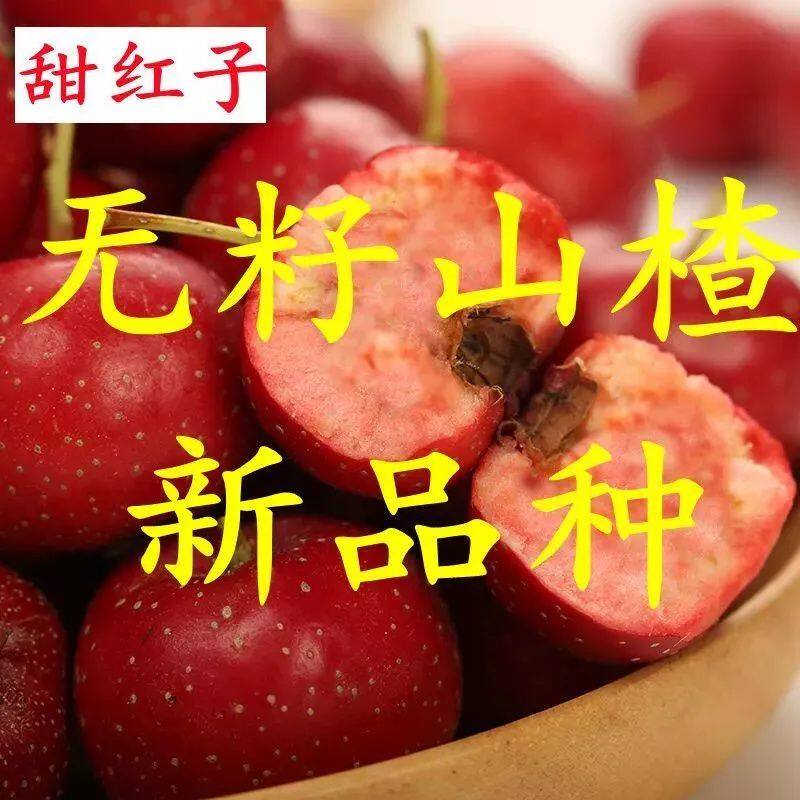 特大无籽山楂苗嫁接甜红子无核山楂果苗高产南北方种植当年结果苗