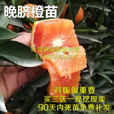 果树苗木伦晚脐橙苗伦晚脐橙树苗晚熟甜橙苗细嫩化渣果味香甜