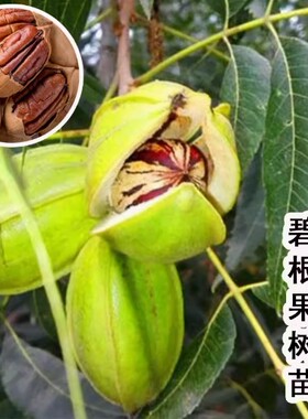 美国山核桃树苗长寿果美国碧根果