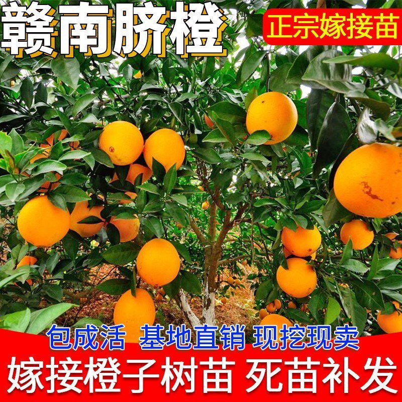 江西赣南脐橙树果苗当年结果南北方种植嫁接橙子苗地栽盆栽橘树苗