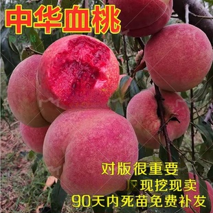 中华血桃苗 猪血桃苗 紫桃苗 春雨红血桃果树苗  嫁接桃苗