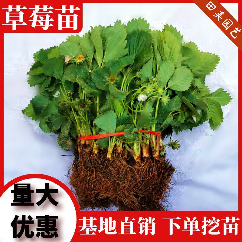 四季草莓苗盆栽带土牛奶草莓苗当年结果南方北方大棚种植草莓秧苗