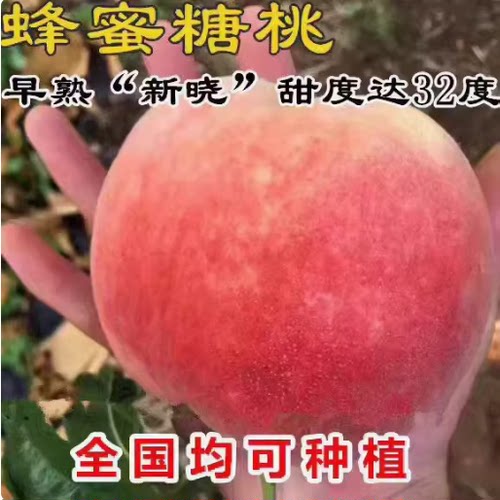 早熟桃树苗新晓 蜂蜜糖桃树苗甜桃大桃果苗水蜜桃苗结果树苗