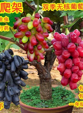 葡萄树苗盆栽一树多果当年结果易管理好成活南北方种植果树苗
