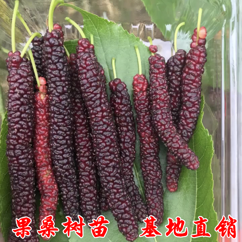 果桑苗树莓苗桑葚苗地栽盆栽养蚕四季果树苗南方北方种植桑树树苗