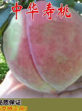 嫁接树苗当年结果中华寿桃