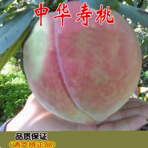 嫁接树苗当年结果中华寿桃