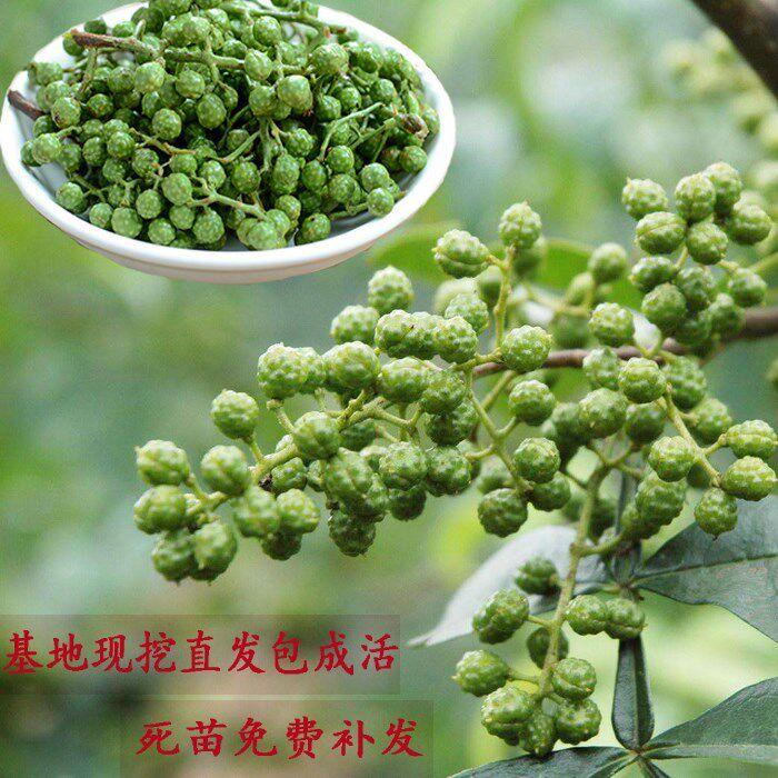 四川重庆花椒苗树 九叶青花椒苗 大红袍花椒树苗当年结果盆栽地栽