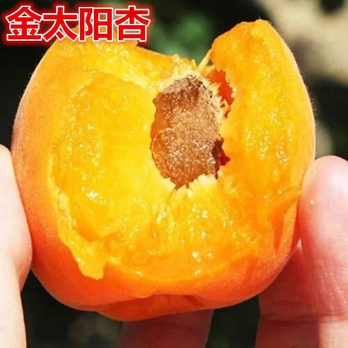 特大嫁接金太阳杏树苗超