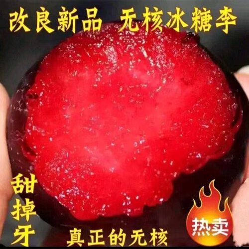 李子树苗无核红肉冰糖嫁接