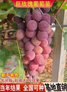 巨玫瑰葡萄苗葡萄树苗南方种植