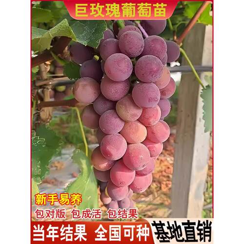 巨玫瑰葡萄苗葡萄树苗南方种植