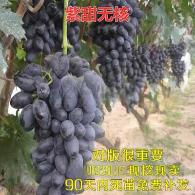 果树苗木紫甜无核葡萄晚熟种植