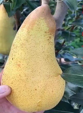 阿巴特梨树苗长颈香梨西洋梨