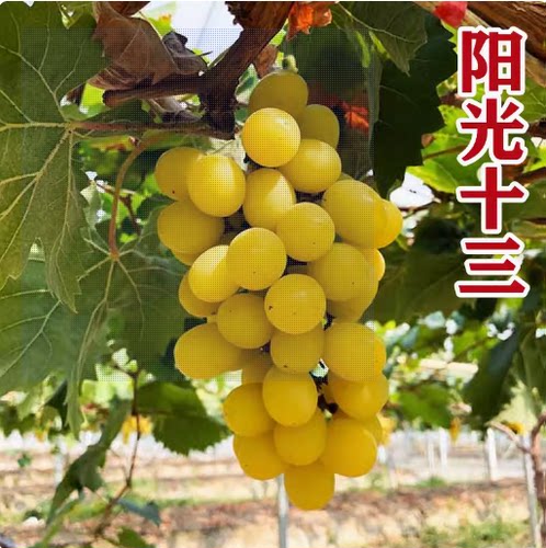 黄金阳光十三玫瑰葡萄葡萄树爬藤