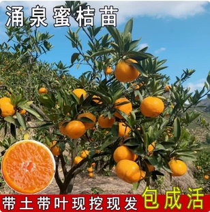 涌泉宫川蜜桔树苗正宗临海无核蜜桔苗嫁接橘子苗早熟超甜柑桔树苗