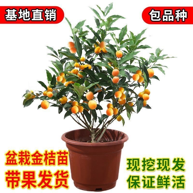 金桔树苗带果发货食用四季结果