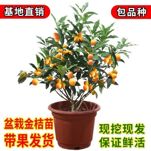 金桔树苗带果发货食用四季结果