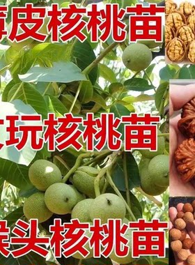 美国金丝猴核桃苗文玩核桃树苗