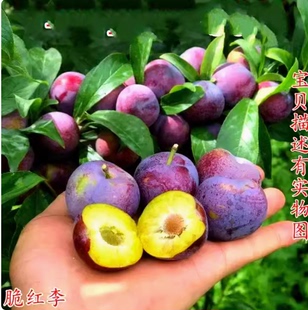 四川脆甜脱骨脆红李树苗半边红嫁接茵红李子苗离核果树南北方种植