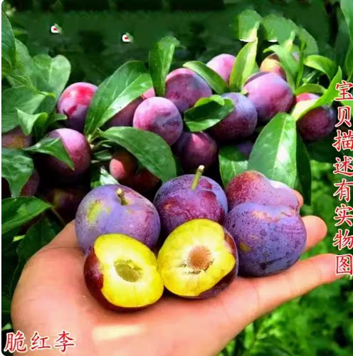 四川脆甜脱骨脆红李李子苗树苗