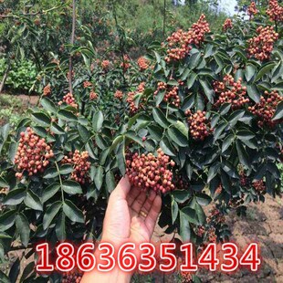 花椒苗花椒树苗无刺花椒苗大红袍花椒苗当年结果 狮子头花椒