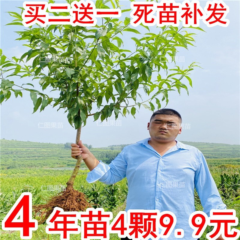 嫁接桃树苗水蜜桃锦绣黄桃苗血桃黑桃苗南方北方种植蟠桃油桃果苗