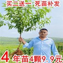 嫁接桃树苗水蜜桃锦绣黄桃苗血桃黑桃苗南方北方种植蟠桃油桃果苗