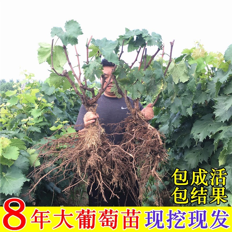 葡萄苗新品种南方种植特大嫁接巨峰盆栽地栽北方抗寒庭院当年结果