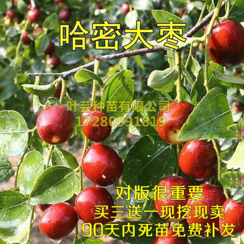 新疆大枣树苗 哈密大枣 嫁接枣树苗鸡蛋枣大红枣南方北方种植果树