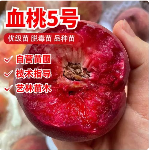 血桃5号树苗血桃嫁接红肉