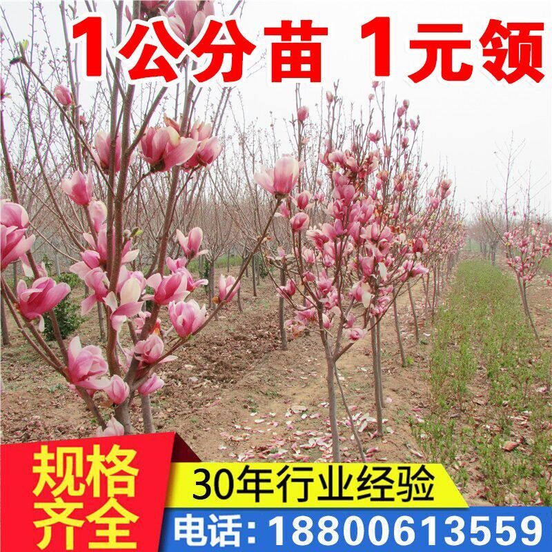 玉兰树苗紫玉兰苗红玉兰白玉兰黄玉兰苗庭院盆栽地栽嫁接玉兰树苗