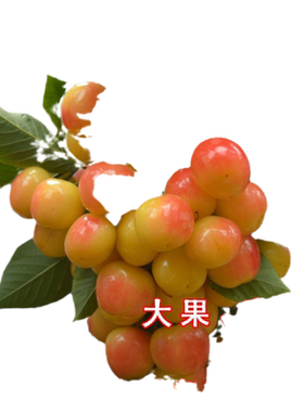 大樱桃树苖黄蜜樱桃苗雷尼北南方